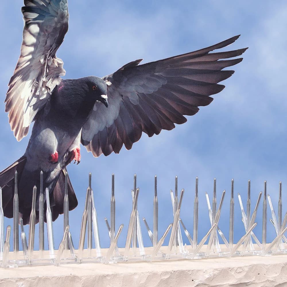 Dépigeonnage