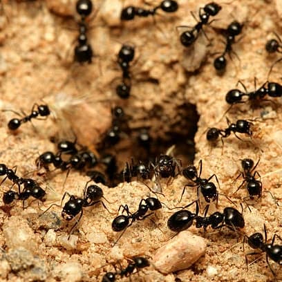 Fourmis