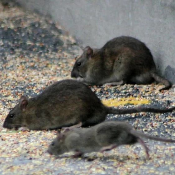 Rats