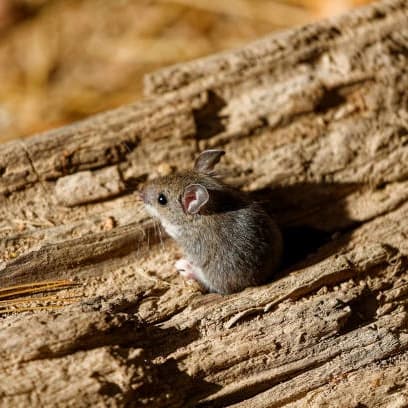 Souris